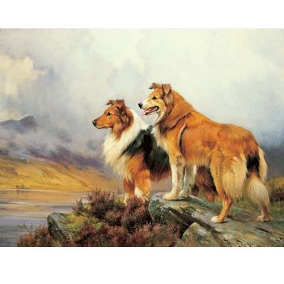 5-582488 Collies in a Highland Landscape By: Barker Wright sku 5-582488