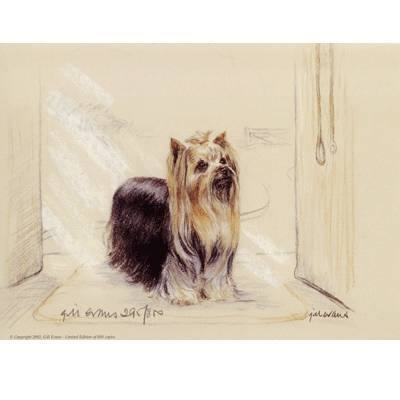 5-582494 Yorkshire Terrier By: Gill Evans, Matted sku 5-582494