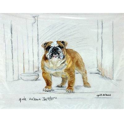 5-582498 Bulldog By: Gill Evans, Matted sku 5-582498