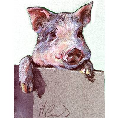 5-582542 Inquisitive (Pig) Blank Greeting Cards - 6 Pack sku 5-582542