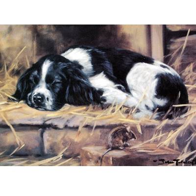 5-582550 Snoozy (English Springer) Blank Greeting Cards - 6 sku 5-582550