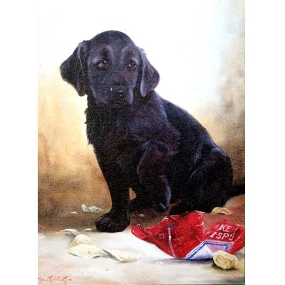 Sorry (Labrador Retriever) Blank Greeting Cards - 6 Pack