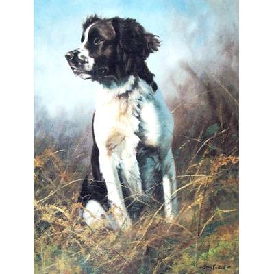 Steady (English Springer) Blank Greeting Cards - 6 Pack