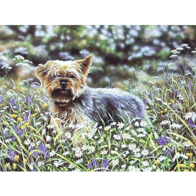 5-582560 Yorkie (Yorkshire Terrier) Blank Greeting Cards -  sku 5-582560