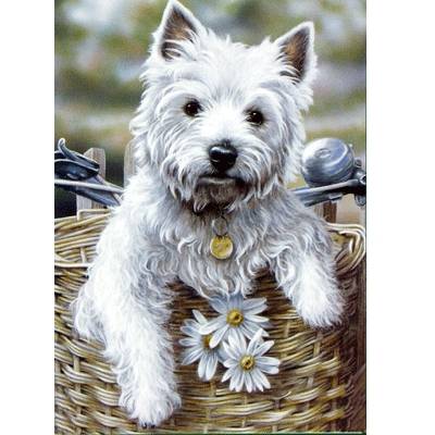 Hitching a Ride (West Highland Terrier) Blank Greeting Cards - 6 Pack