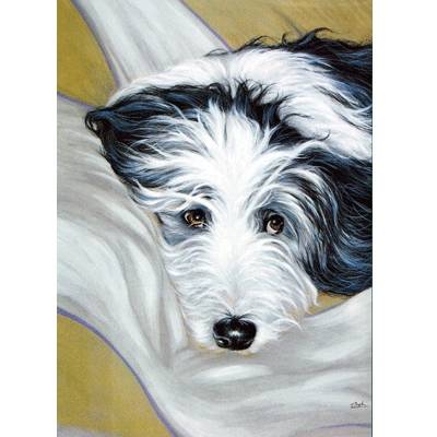 I Dont Think So (Bearded Collie) Blank Greeting Cards - 6 Pack