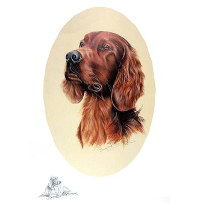 5-582643 Irish Setter by: Josephine Copley sku 5-582643