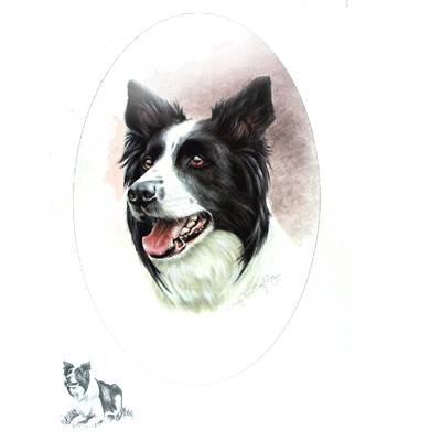 5-582692 Border Collie by: Josephine Copley sku 5-582692