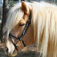 Icelandic Horse Bridle Made to fit Icelandic Horses. Black leather with flash