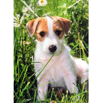 Dogs - Terrier Pup Blank Greeting Cards - 6 Pack