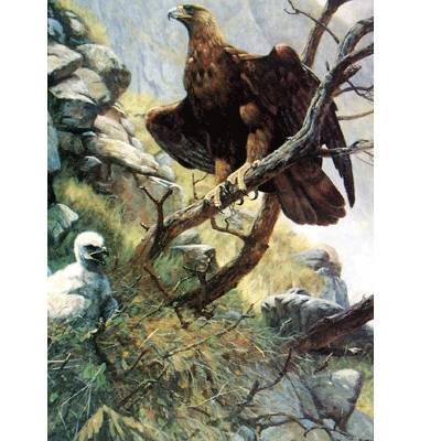 5-582715 The Eagle Eyrie Blank Greeting Cards - 6 Pack sku 5-582715