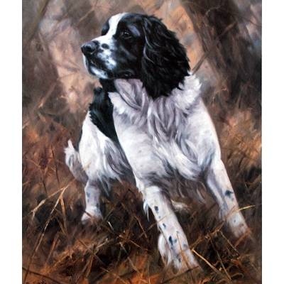 Black and White Springer By: John Trickett