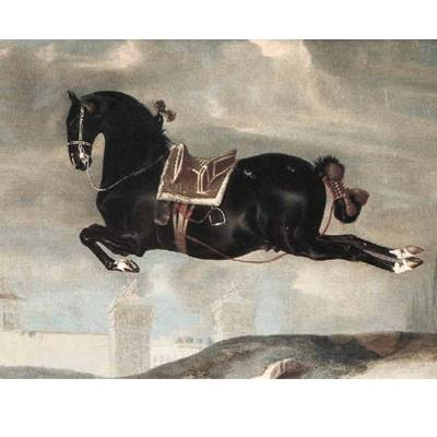 5-582808 Black Horse in Capriole Blank Greeting Cards - 6 P sku 5-582808