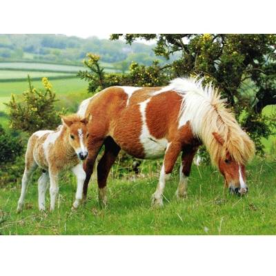 5-582907 Summer Pasture Blank Greeting Cards - 6 Pack sku 5-582907