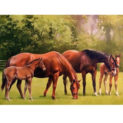 Mares & Foals Blank Greeting Cards - 6 Pack