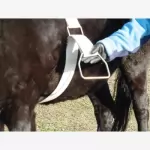 English Bareback Pads