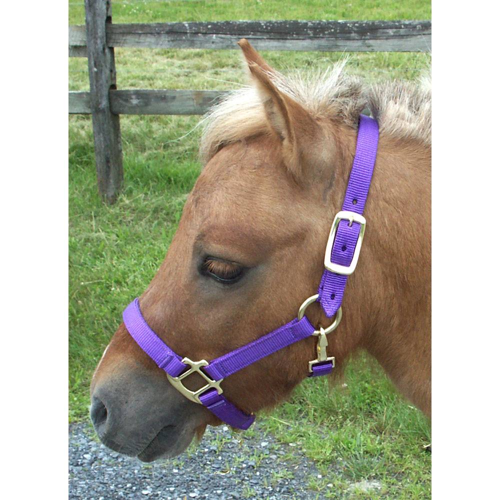 Intrepid Miniature Horse Nylon Halter EquestrianCollections