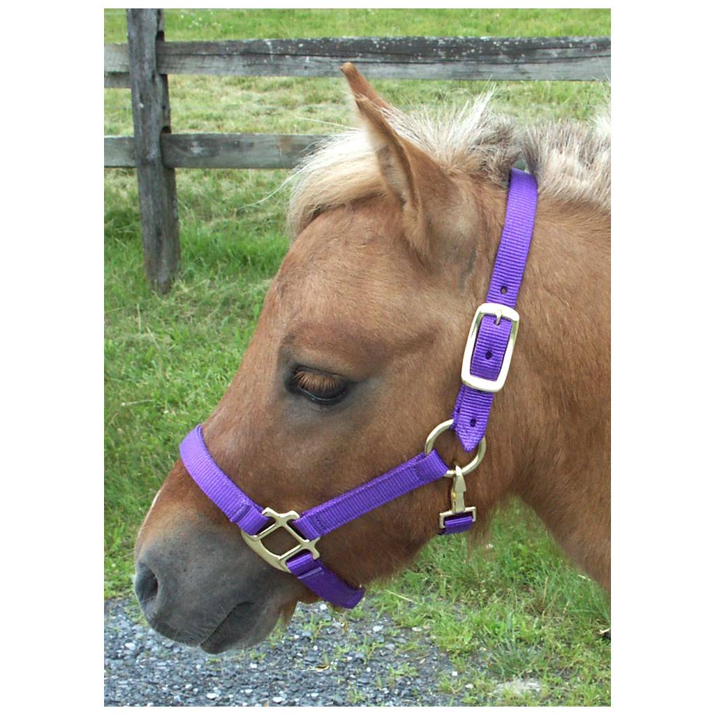 Intrepid Miniature Horse Nylon Halter