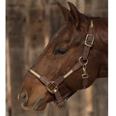 Two Toned Nylon and Leather Halter