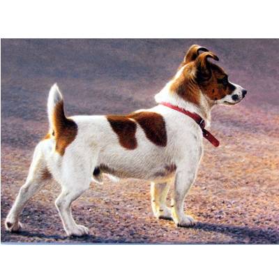 5-585598 Dogs - On The Look Out (Jack Russell) - 6 pack sku 5-585598