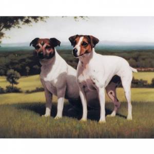 Dogs - Wisdom & Youth (Jack Russells) - 6 Pack