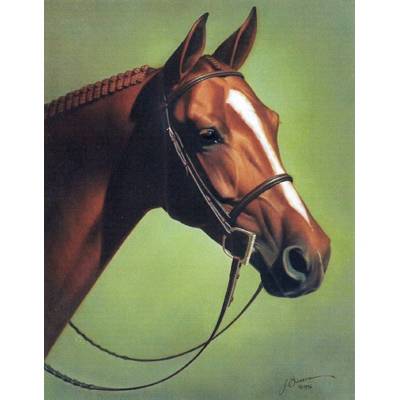 Horses - Southern Belle - 6 Pack