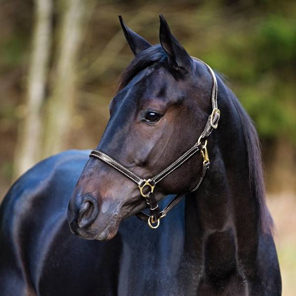 Finntack Yankee Leather Halter-Adjustable Noseband