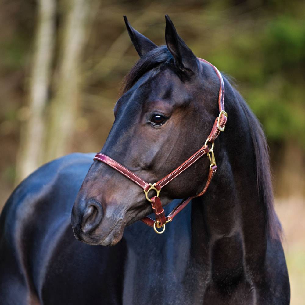 5-591545 Finntack Yankee Leather Halter-Adjustable Noseband sku 5-591545