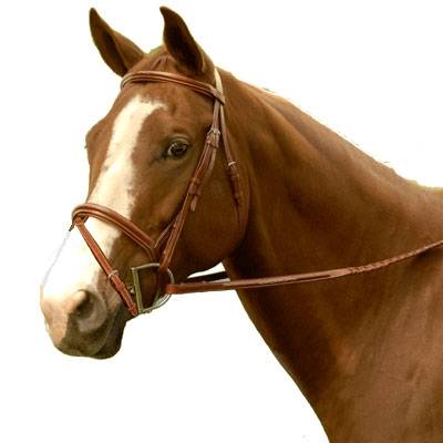 Exselle NEW Elite Plain Raised Event Bridle with Flash and Web Reins 