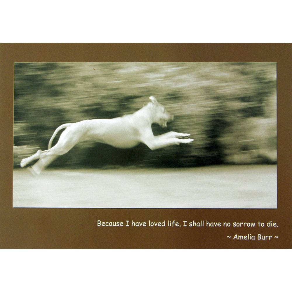 Sympathy (Dog) Because I Have Loved Life... Blank Greeting Cards - 6 Pack