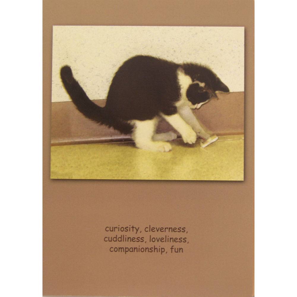 Sympathy (Cat) Curiosity, Cleverness.... Blank Greeting Cards - 6 Pack