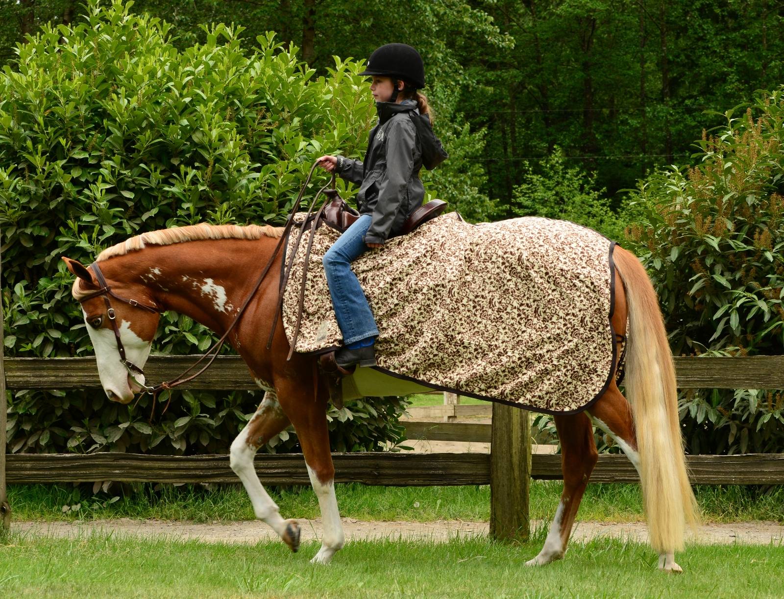 https://cdn.equestriancollections.com/5-627495.jpg