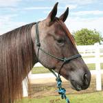 Professionals Choice Horse Halters
