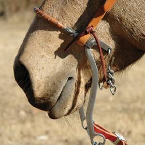 Classic Equine Performance Series Hackamore