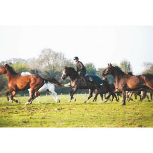 Amigo 3 in 1 Competition Sheet