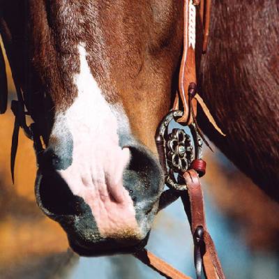 Classic Equine Clover Center D-Ring Snaffle Bit