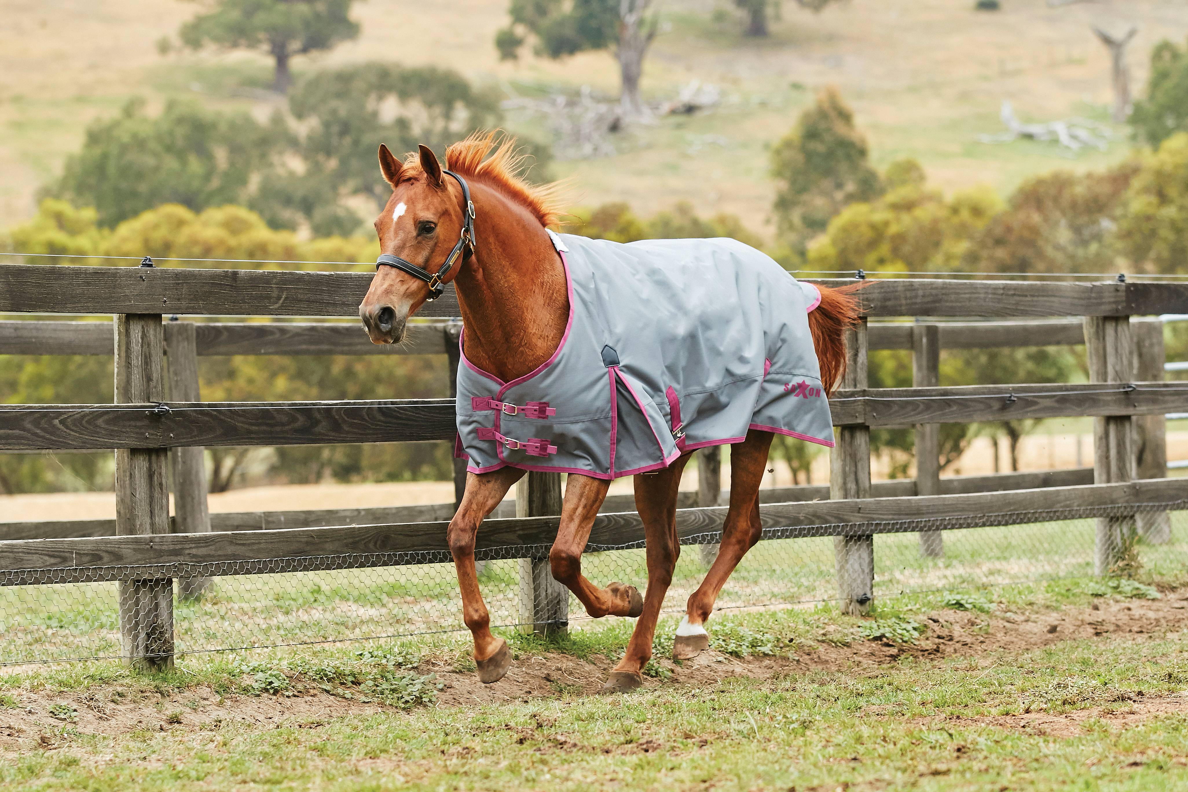 saxon turnout blankets equestriancollections saxon turnout sheet
