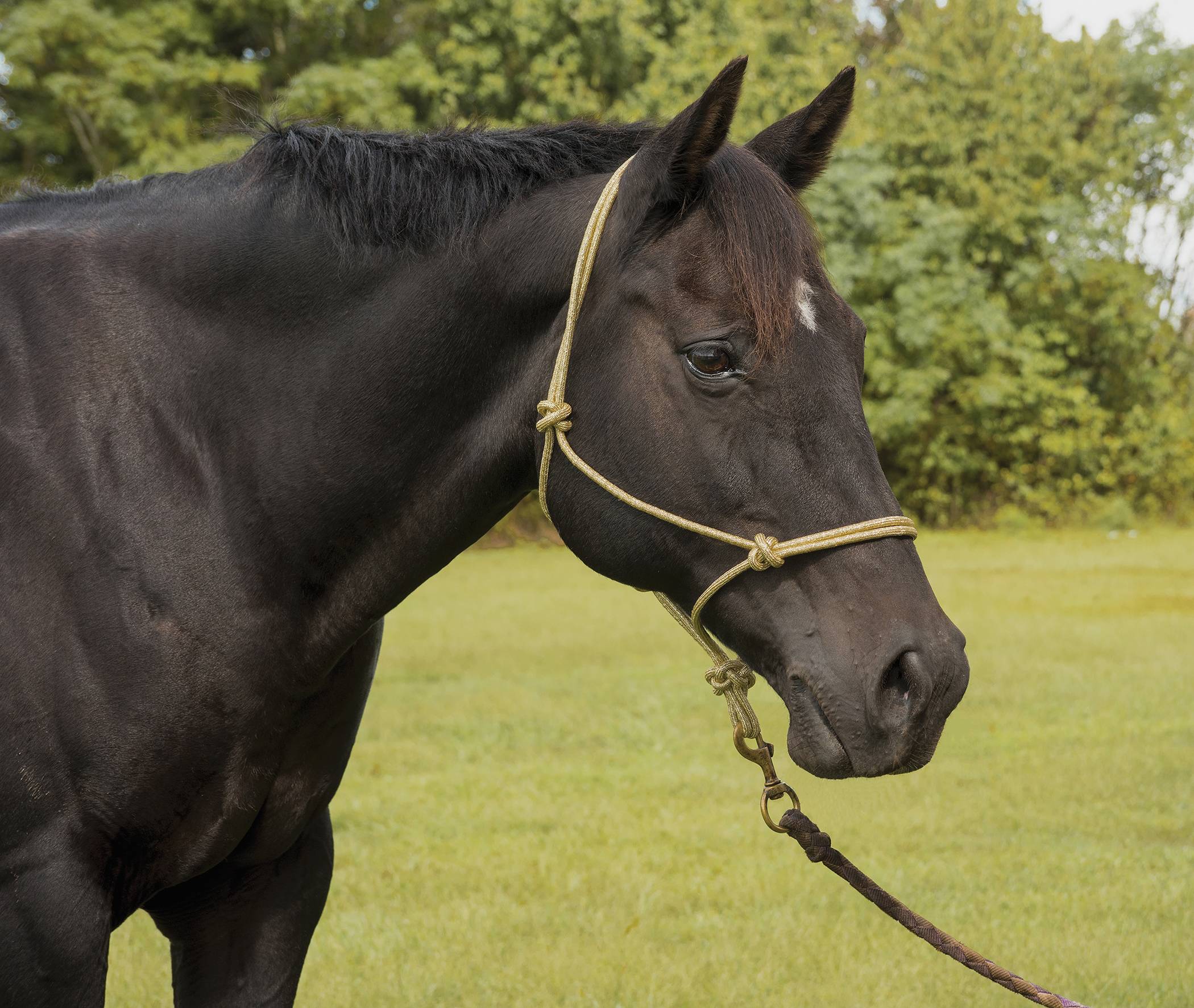 Equi-Sky Metallic Rope Halter