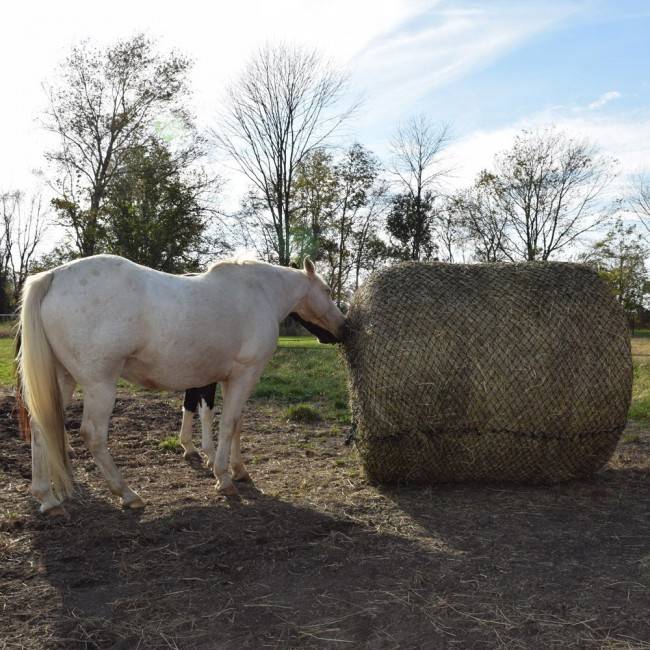 Tough one hay discount bag