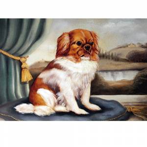 Porter Fine Art Dog Prints | A Pekinese in Buckinghamshire