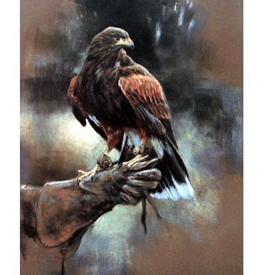 Sally Mitchell Fine Art Wildlife Prints - Harris Hawk