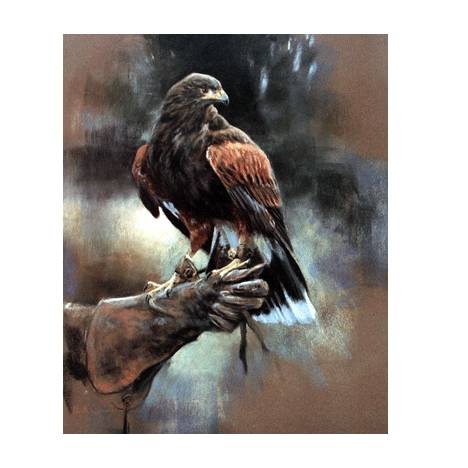 Sally Mitchell Fine Art Wildlife Prints - Harris Hawk