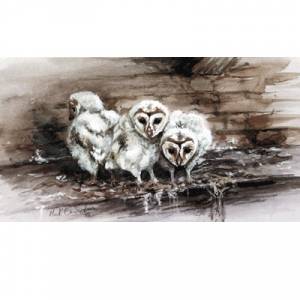 Sally Mitchell Fine Art Wildlife Prints - What Was That (Barn Ow