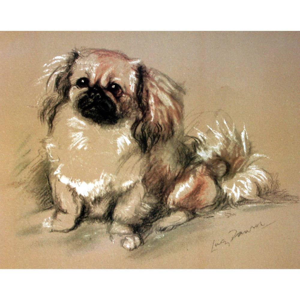 Porter Fine Art Dog Prints - Koko