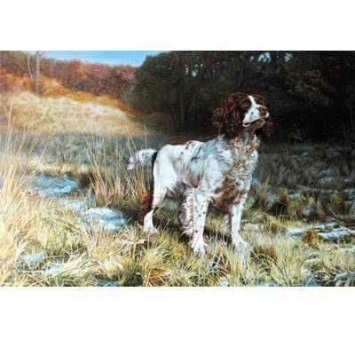 Sally Mitchell Fine Art Dog Prints - The Springer Spaniel