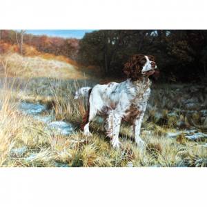 Sally Mitchell Fine Art Dog Prints - The Springer Spaniel
