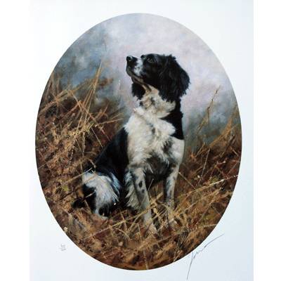 Sally Mitchell Fine Art Dog Prints - Black and White Springer Ov