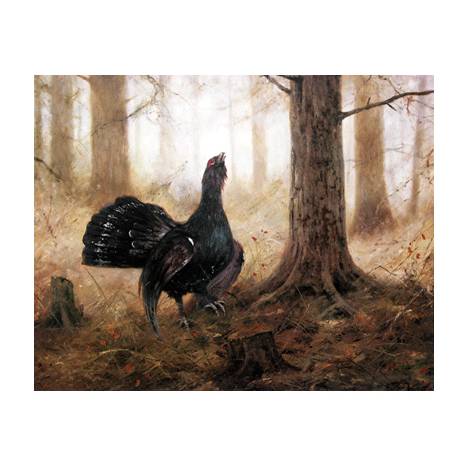 Sally Mitchell Fine Art Wildlife Prints - The Telegraph (Grouse)