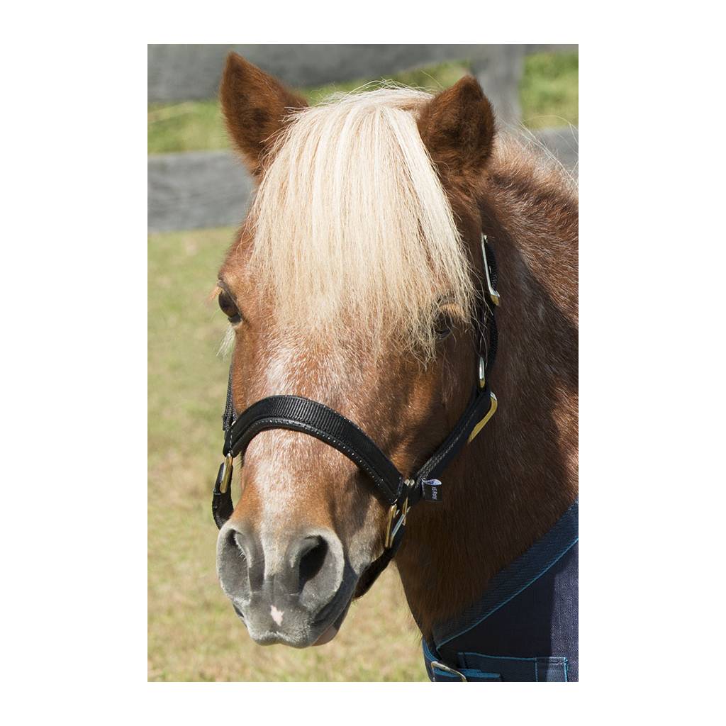 Shires Mini Topaz Halter