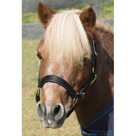 Shires Mini Topaz Halter